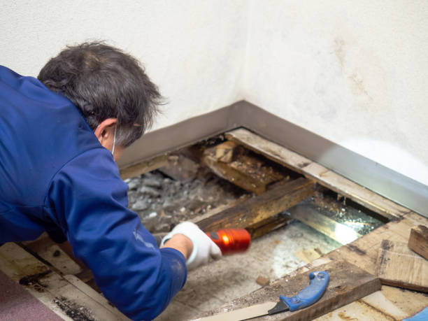 Best Commercial Mold Remediation in USA